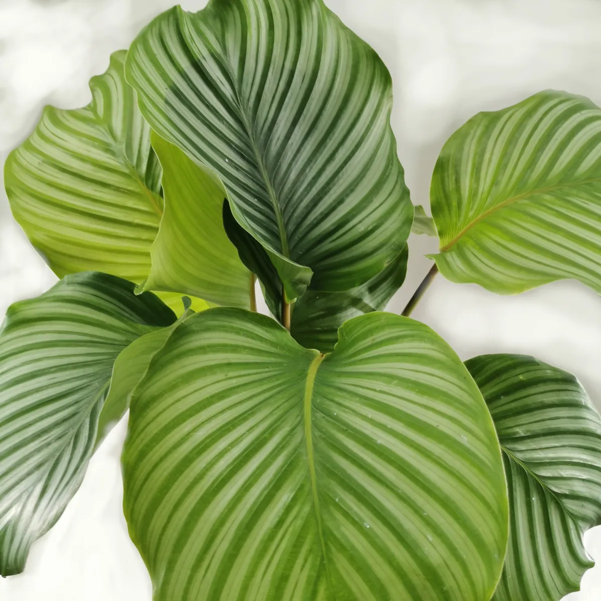 CALATHEA “Orbifolia” - cover