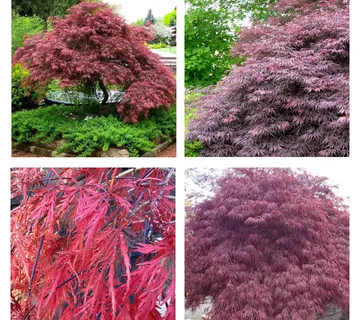 ACER PALMATUM “Inaba Shidare” - cover