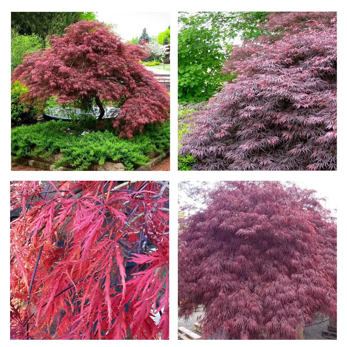 ACER PALMATUM “Inaba Shidare” - cover