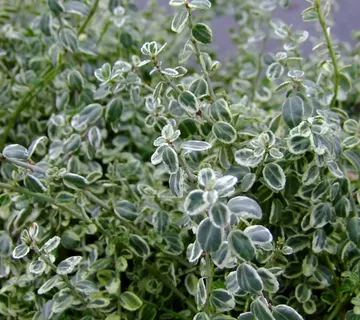 EUONYMUS FORT. “Silver Carpet” - cover