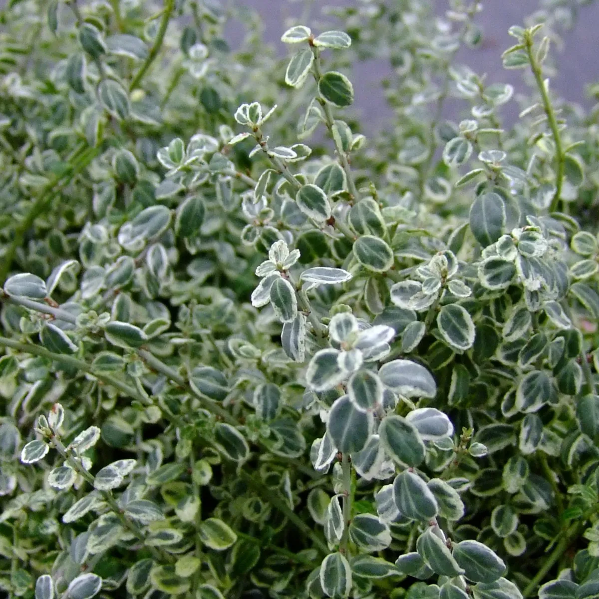 EUONYMUS FORT. “Silver Carpet” - cover