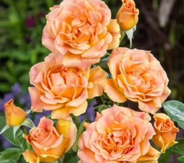 RUŽA STABLAŠICA “Hans. Rostock” - cover