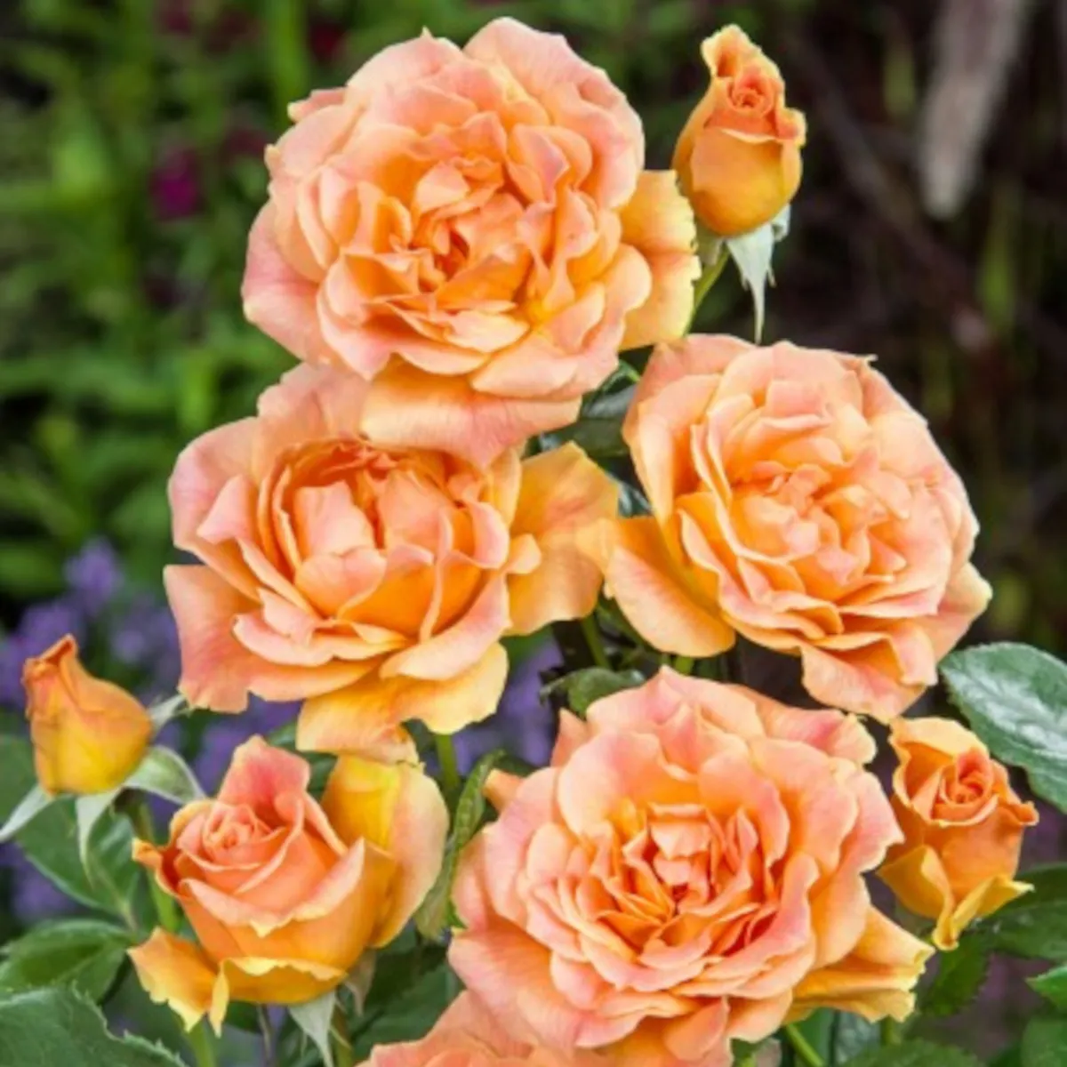 RUŽA STABLAŠICA “Hans. Rostock” - cover