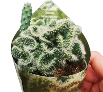 OPUNTIA “Tuna Crestat” - cover