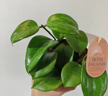 HOYA “Quinquenervia” - cover