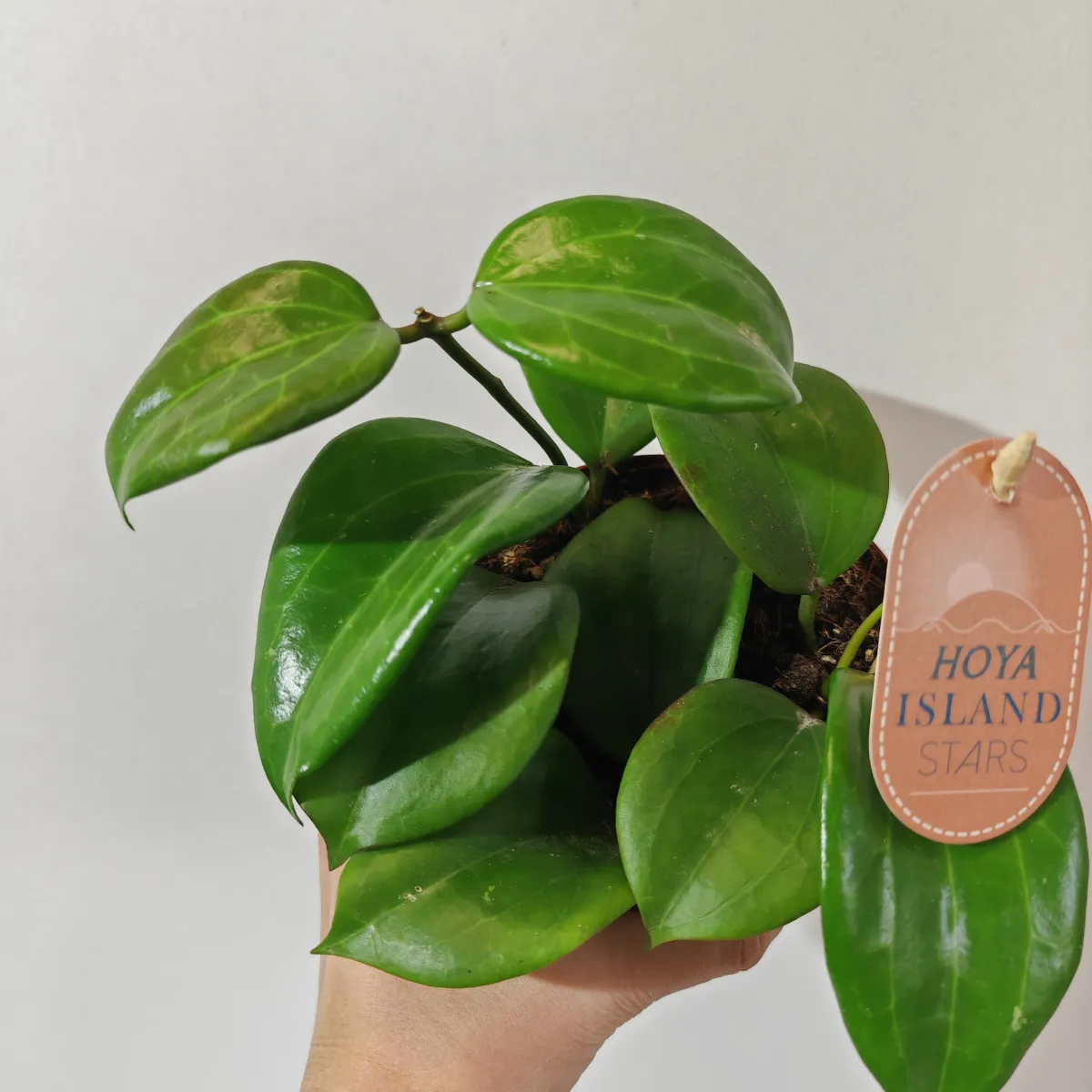 HOYA “Quinquenervia” - cover