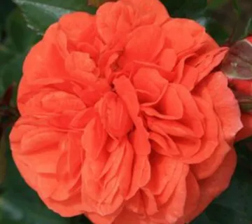 RUŽA STABLAŠICA “Orangerie” floribunda - cover