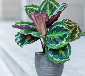 Calathea “Medallion” - cover