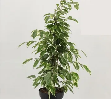 FIKUS BENJ. “Golden King” - cover