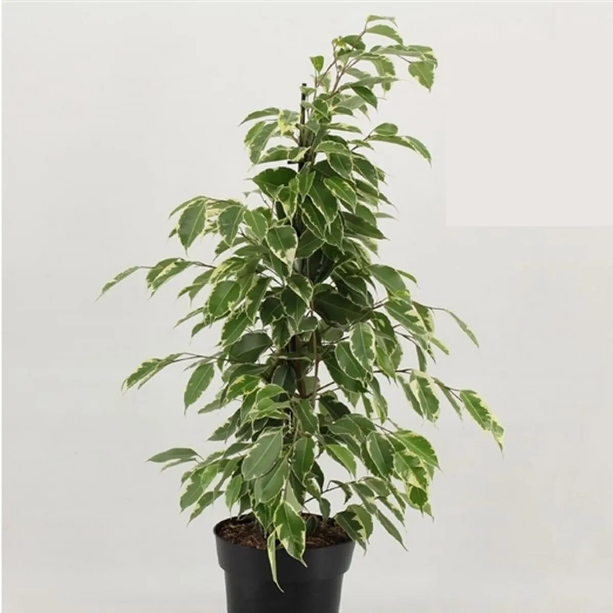 FIKUS BENJ. “Golden King” - cover