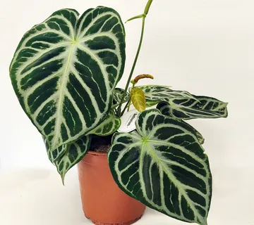ANTHURIUM “Silver Blush” - cover