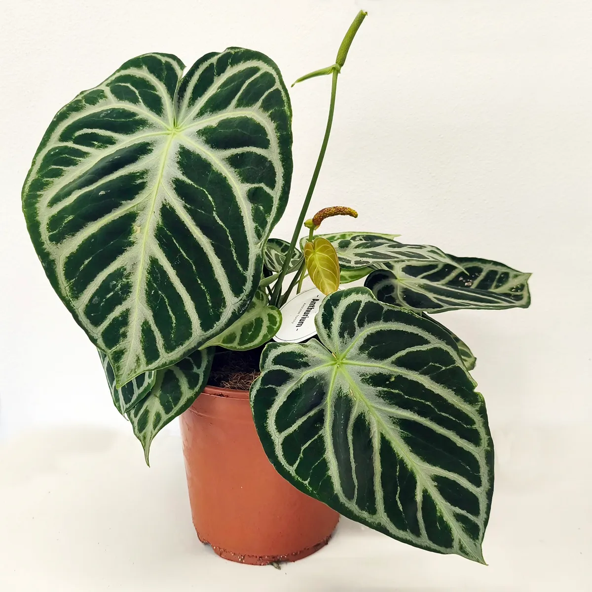 ANTHURIUM “Silver Blush” - cover