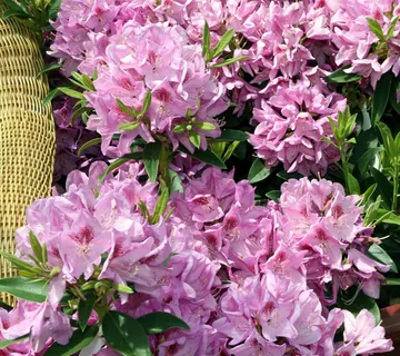 RHODODENDRON “Anah Kruschke” - cover