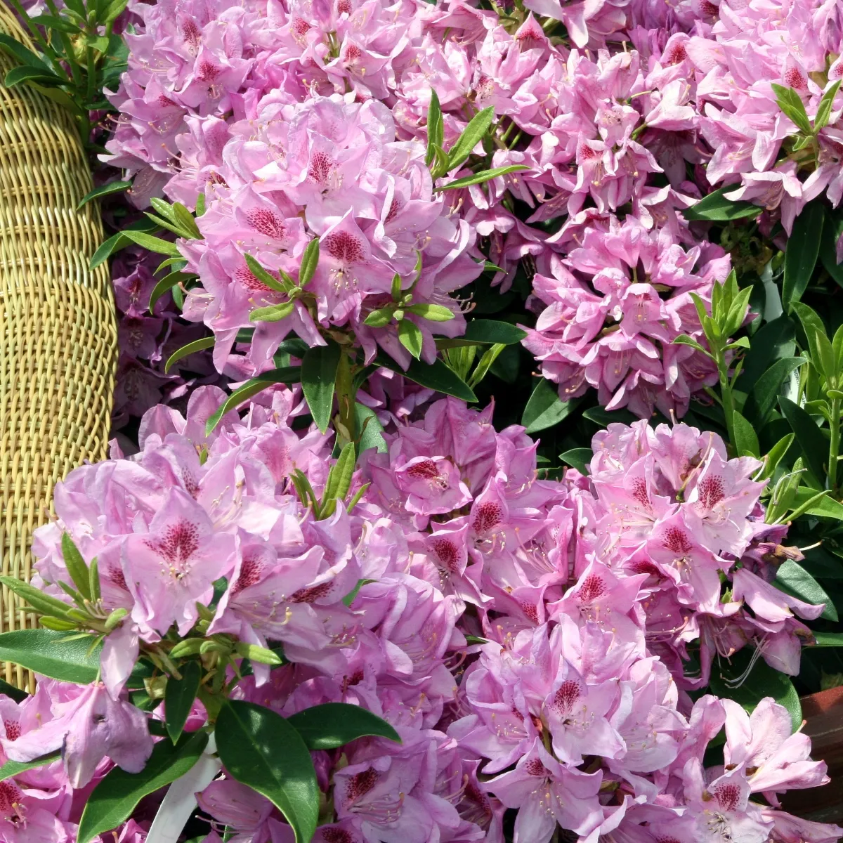 RHODODENDRON “Anah Kruschke” - cover