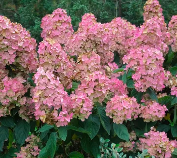 HYDRANGEA P. “Pink Diamond” - cover