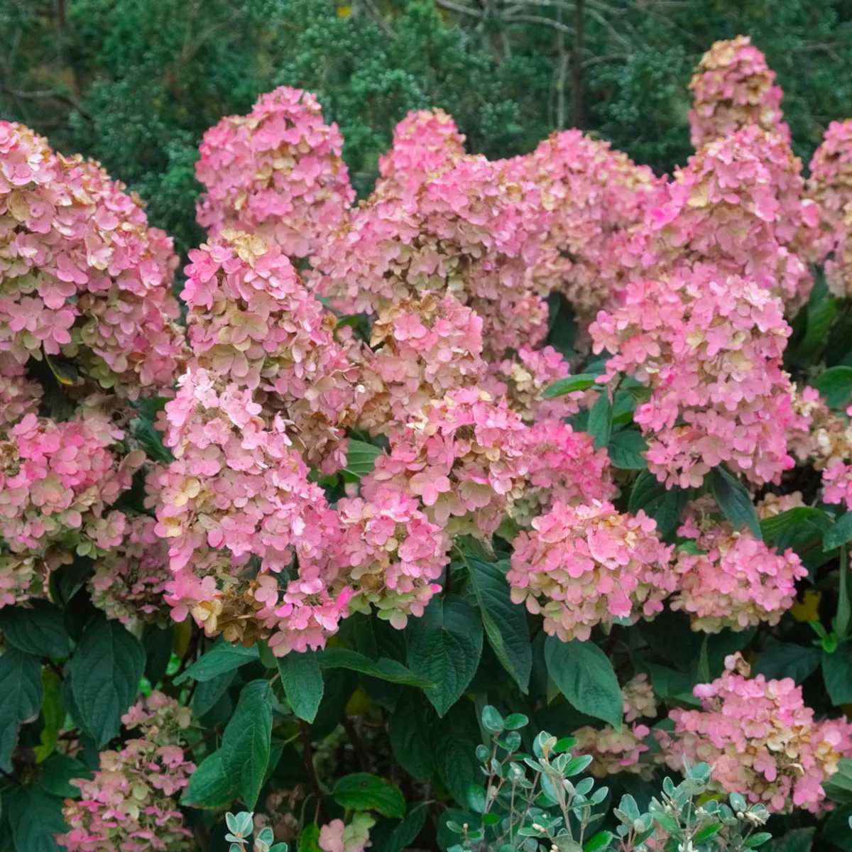 HYDRANGEA P. “Pink Diamond” - cover