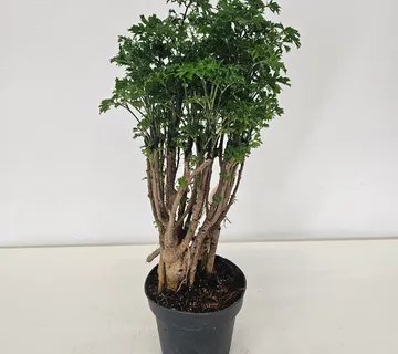 POLYSCIAS “Parsley”/bonsai - cover