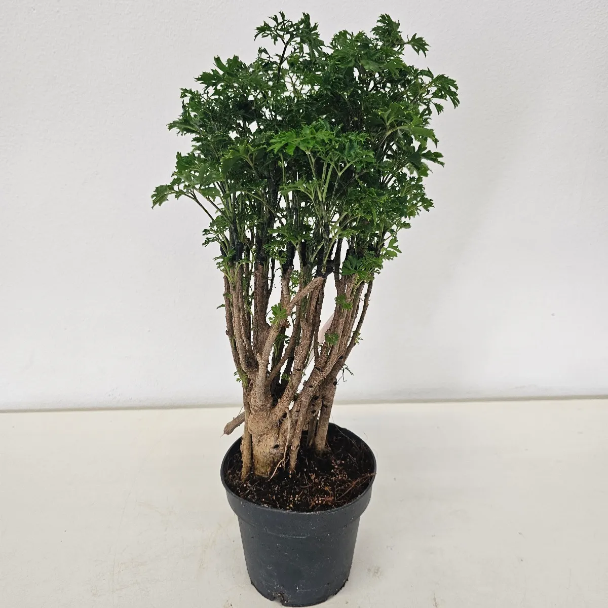 POLYSCIAS “Parsley”/bonsai - cover