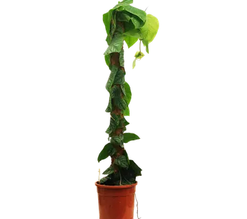 MONSTERA “Dubia” - cover