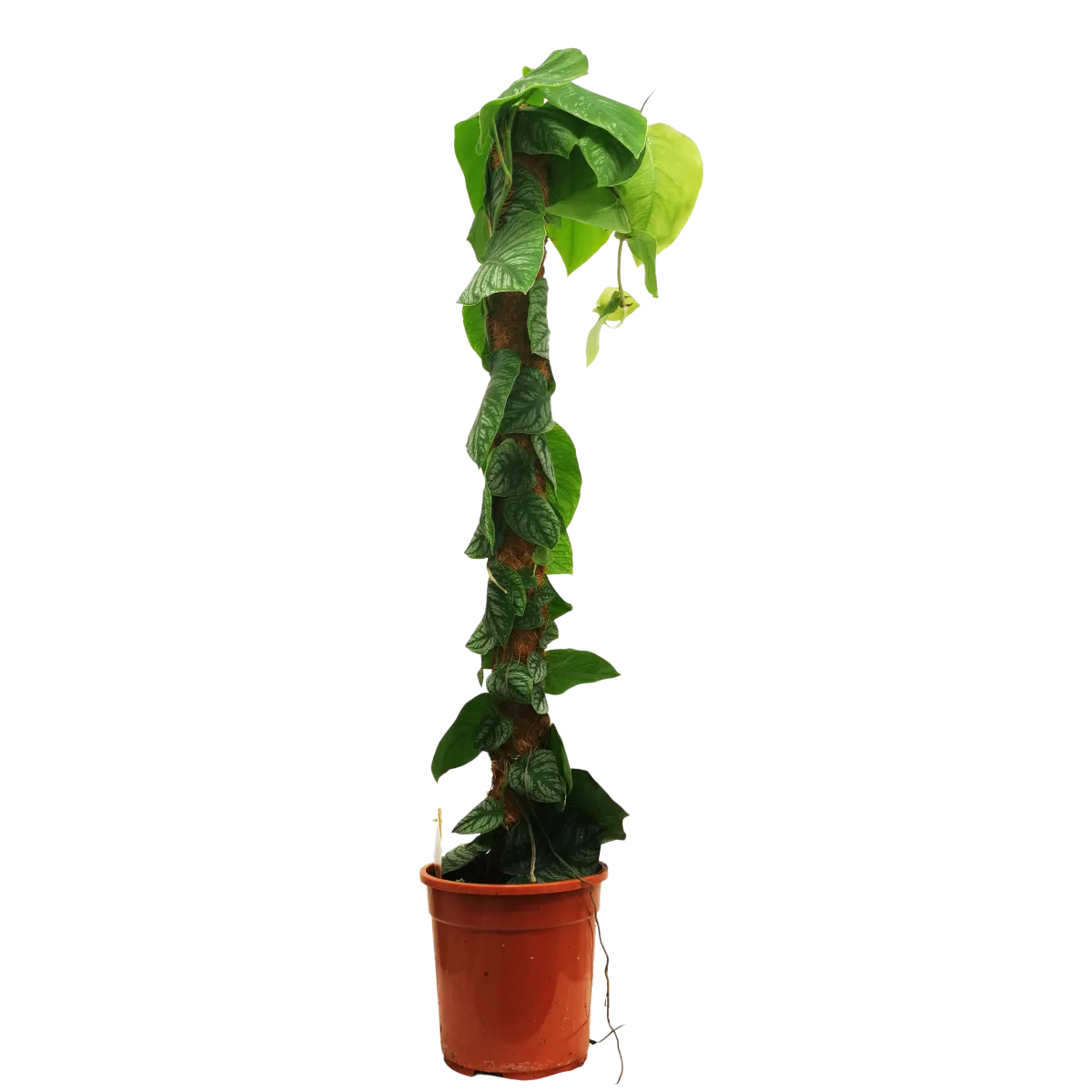 MONSTERA “Dubia” - cover