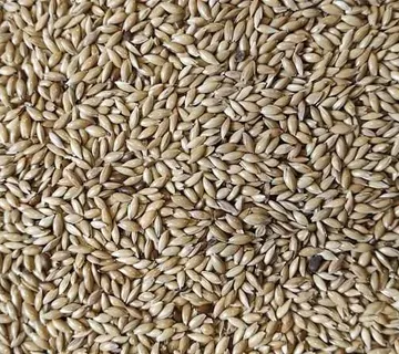 Sjajac/ canary seed 1kg - cover