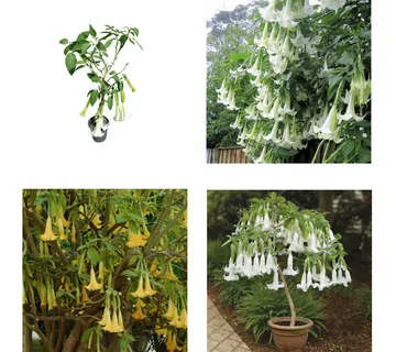 BRUGMANSIA/anđeoska truba - cover