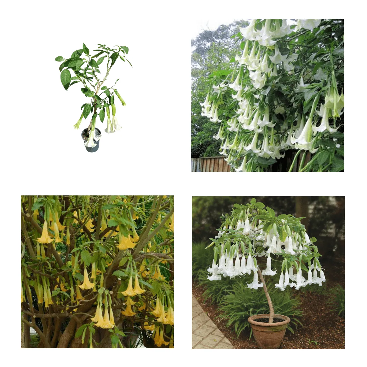 BRUGMANSIA/anđeoska truba - cover