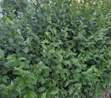 Živica kalina ligustrum sadnice - cover