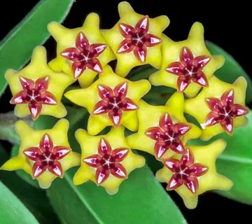 HOYA CUMINGIANA - cover