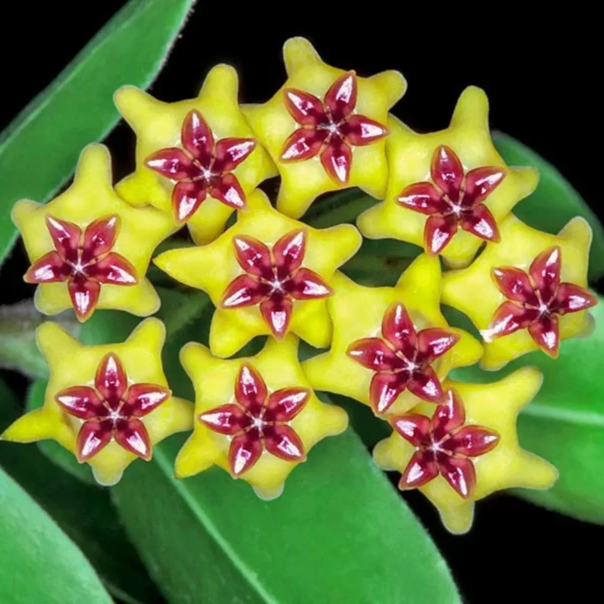 HOYA CUMINGIANA - cover