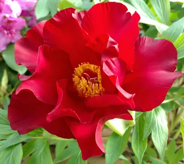 PAEONIA LACTIFLORA /zeljasti božur - cover