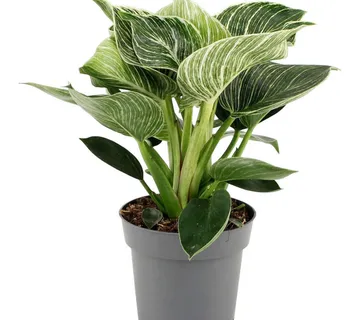 PHILODENDRON “White wave” - cover