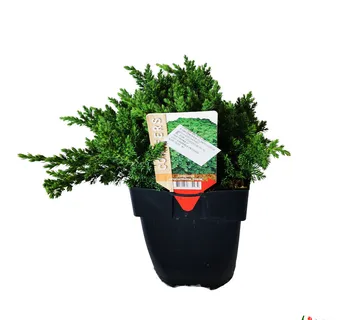 JUNIPERUS PROC. “Nana” - cover