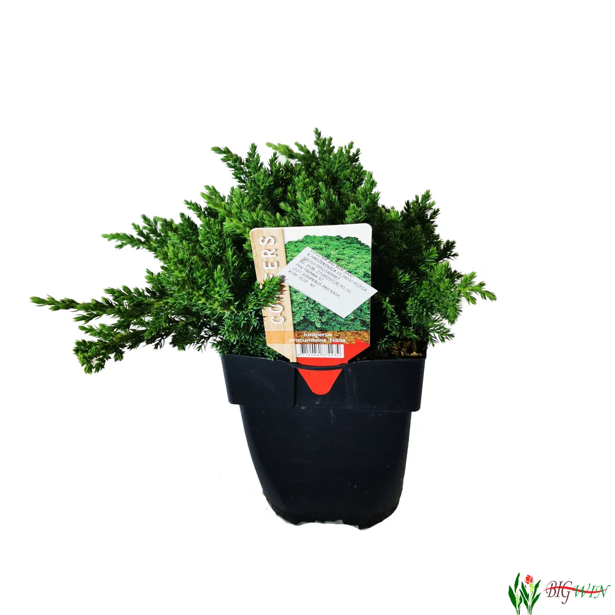 JUNIPERUS PROC. “Nana” - cover