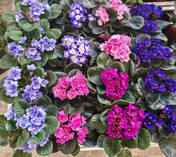 SAINTPAULIA / AFRIČKA LJUBIČICA - cover