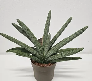 SANSEVIERIA CY. “Boncellensis” - cover
