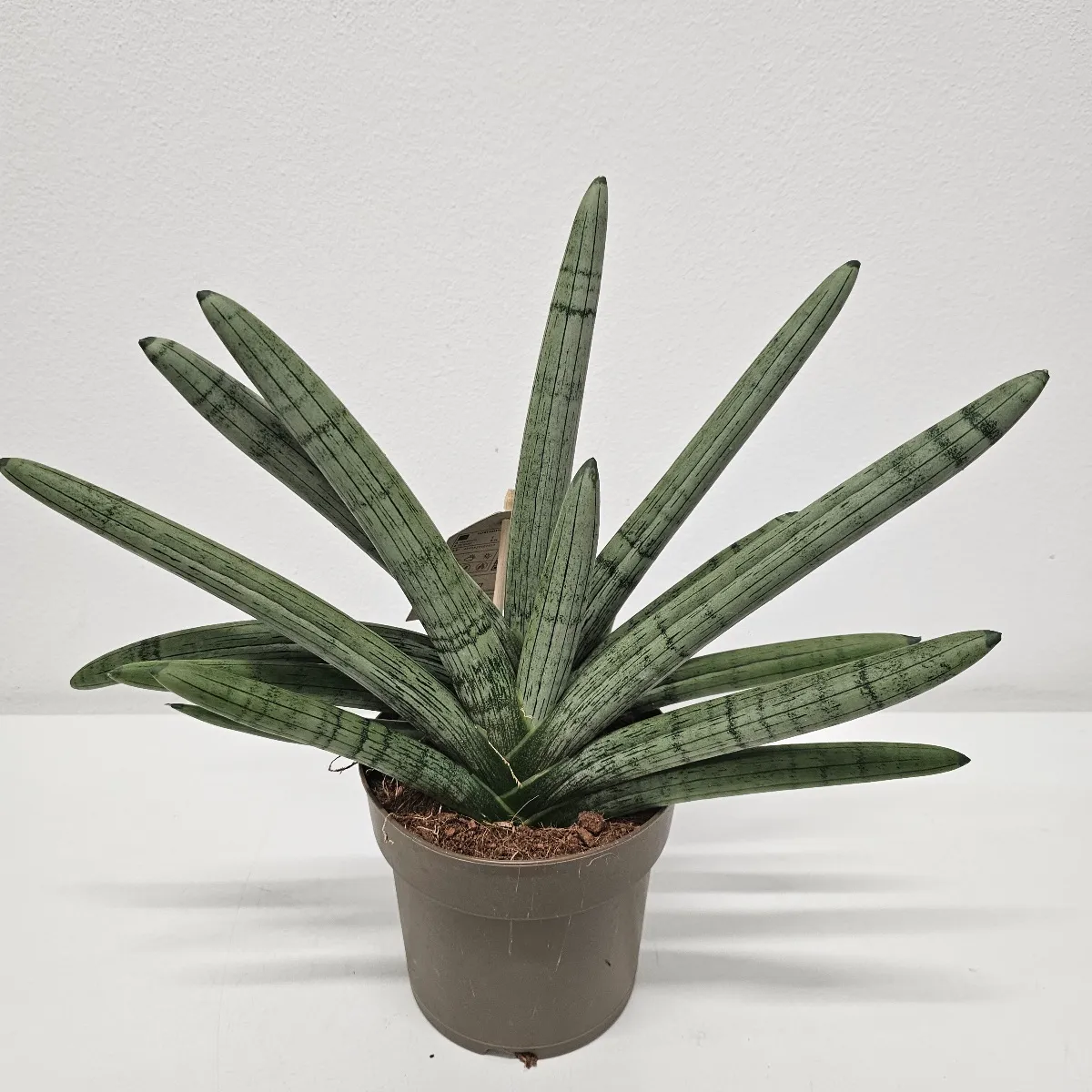 SANSEVIERIA CY. “Boncellensis” - cover