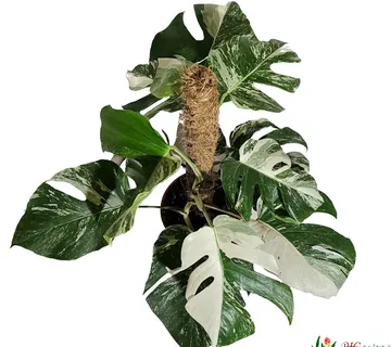 MONSTERA DEL. “Thai Constellation” - cover