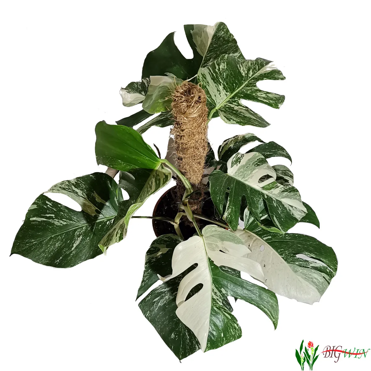 MONSTERA DEL. “Thai Constellation” - cover