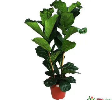 FICUS “Lyrata” - cover