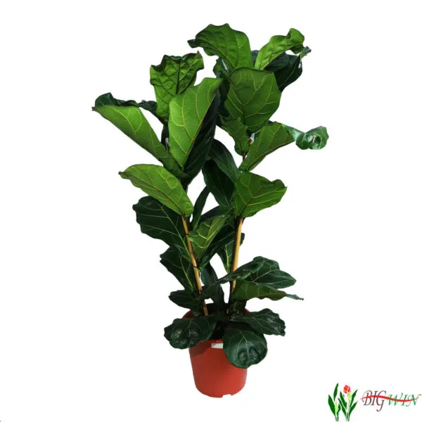 FICUS “Lyrata” - cover