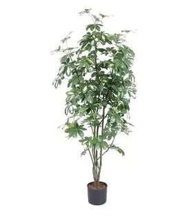 EUROPALMS Schefflera, 150cm - cover