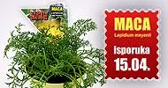 MACA biljka - cover