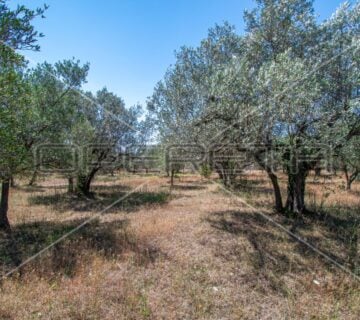 Fažana, poljoprivredno zemljište sa maslinama, 1500 m2 - cover