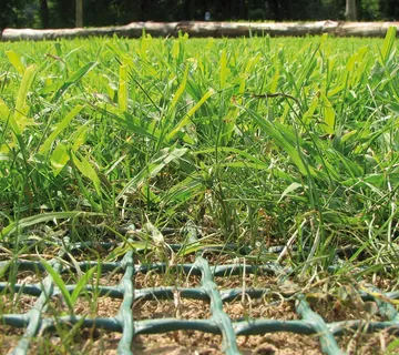 Mreža za pojačanje travnjaka TR - cover