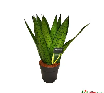 SANSEVIERIA “Zeylanica fan” - cover