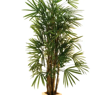 EUROPALMS Lady Palm, 210cm - cover