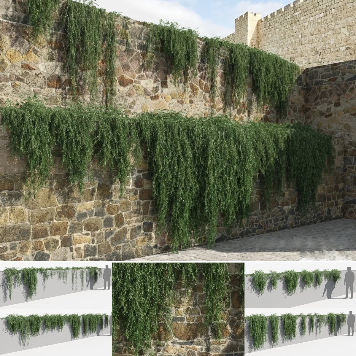 ROSMARINUS OFF. “Prostratus” - cover