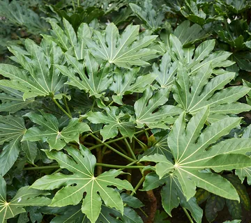 FATSIA JAPONICA - cover