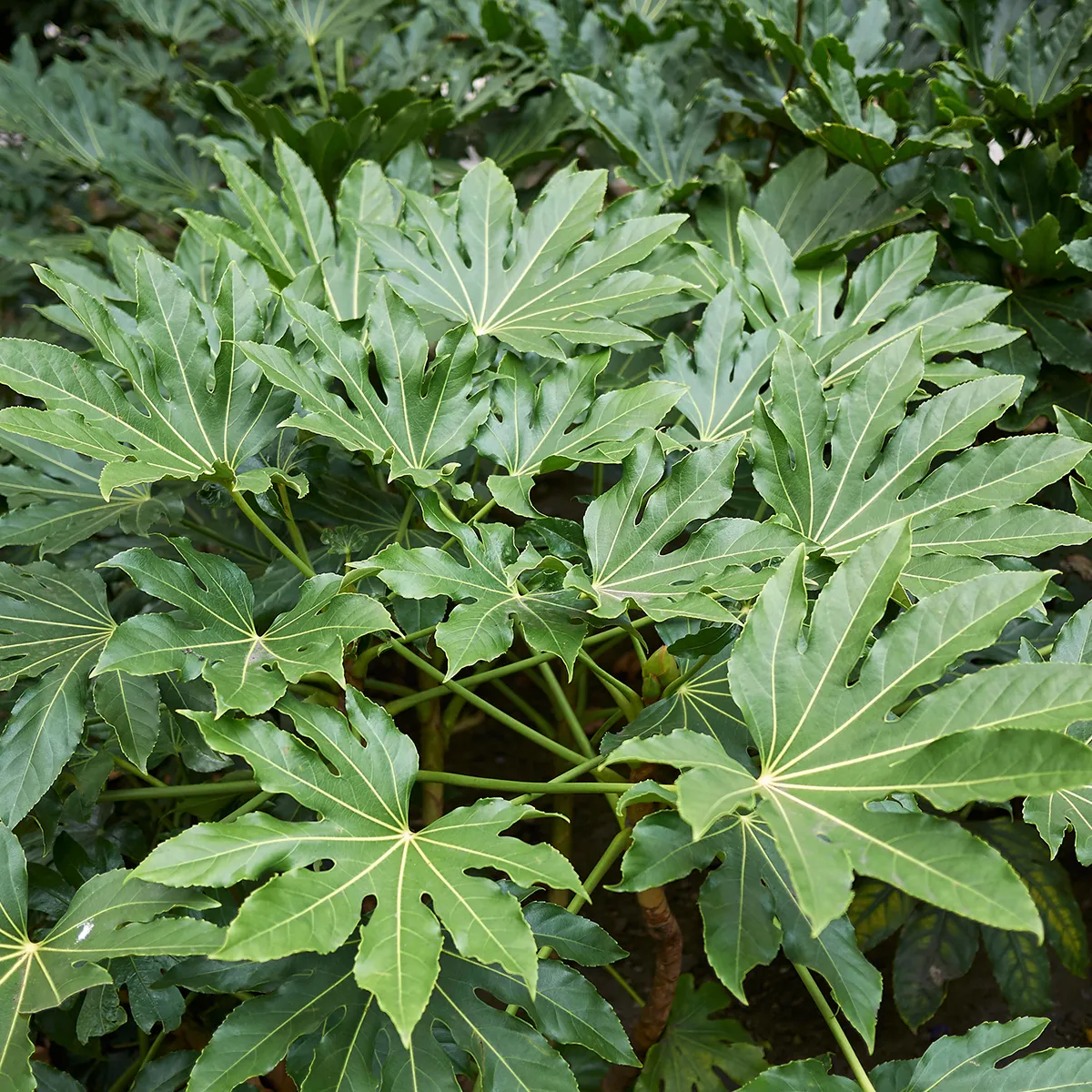 FATSIA JAPONICA - cover